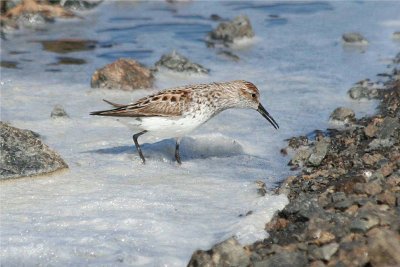 Western Sandpiper 168