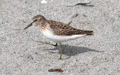 Least Sandpiper 170