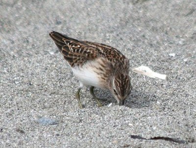 Least Sandpiper 170