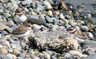 Semipalmated Plovers 139