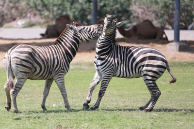 083-Bangkok-Zoo.jpg