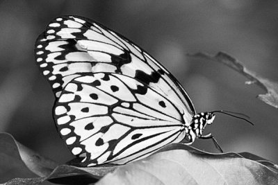 Zoo Butterfly BW.jpg