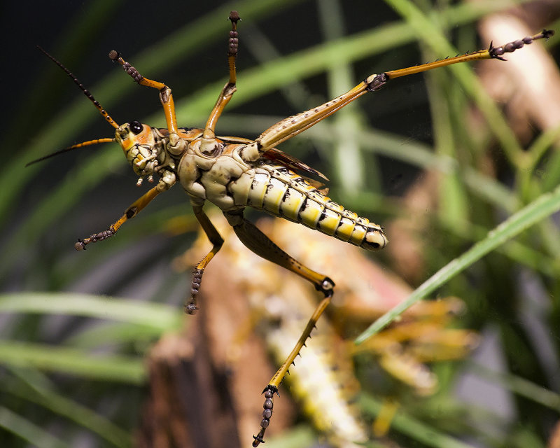 Eastern Lubber Grasshopper