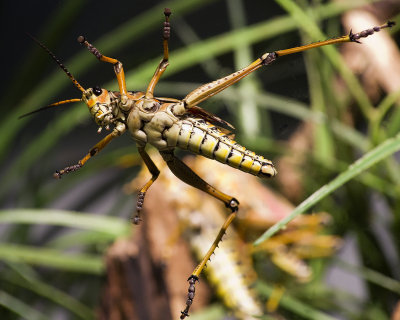 Eastern Lubber Grasshopper