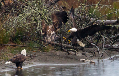 Bald Eagles - Dec 29, 2012