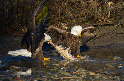IMG_7971.jpg