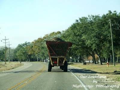 St Mary Parish - Baldwin - sugar cane