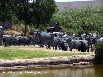 Dallas County - Dallas  -  Cattle Drive  sculpture