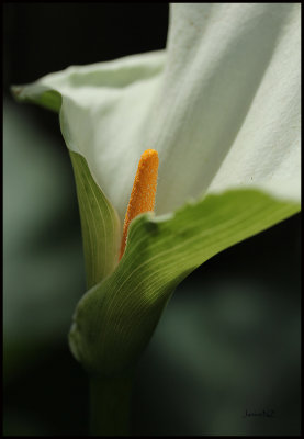 Green Goddess Lily in my garden