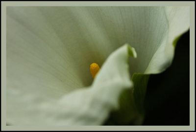 Green Goddess Lily in my garden