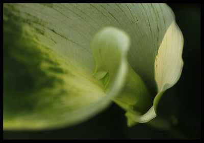 Green Goddess Lily in my garden