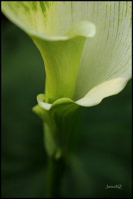Green Goddess Lily in my garden