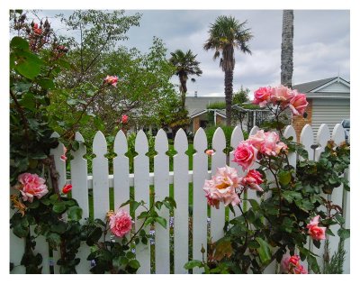 Picket fence and pink roses...