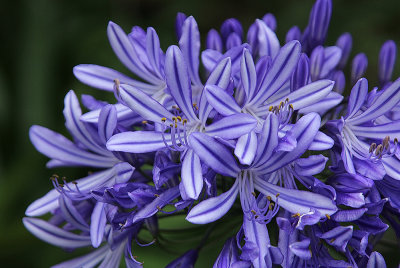 Agapanthus 