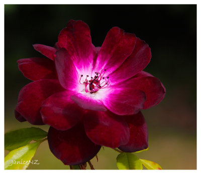 Burgundy Iceberg Rose