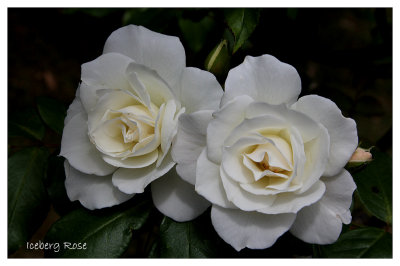 Iceberg Roses growing at home