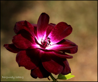 Burgundy Iceberg Rose