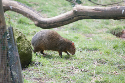 Capybara