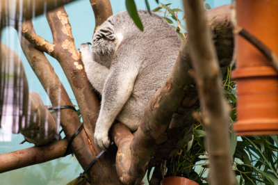 Sleeping koala bear