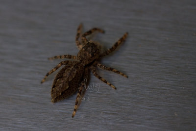 Is this a type of Wolf Spider?