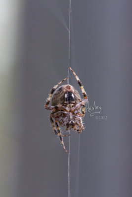 Spinning a web.