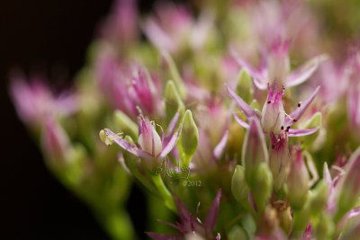 Crab Spider