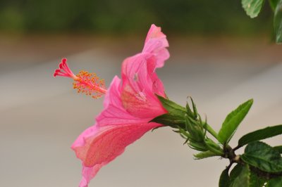 DSC_4299.jpg