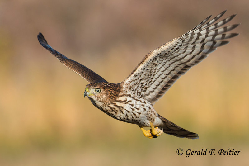 Coopers Hawk  5  ( juvenile )