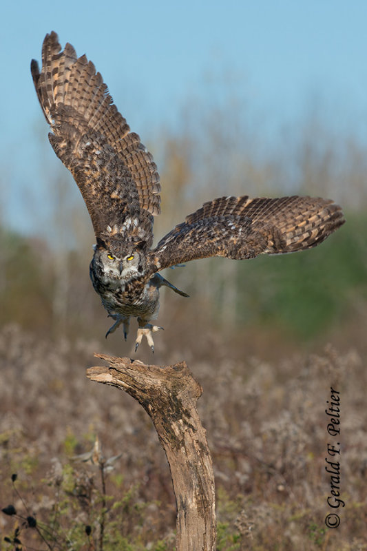 Great - Horned Owl  ( captive )