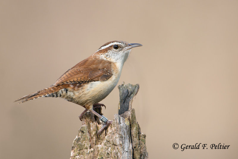 Carolina Wren