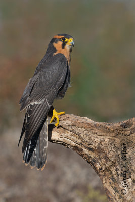 Aplomado Falcon  ( captive )
