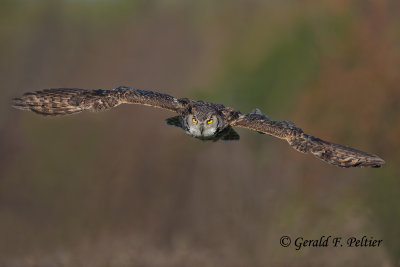 Great - Horned Owl 1  ( captive ) 