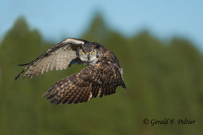 Great - Horned Owl  2   ( captive )