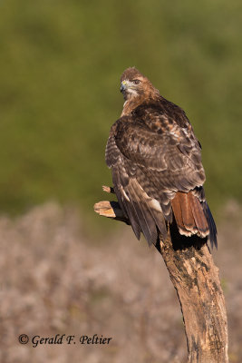 Red - tailed Hawk  34  (captive)