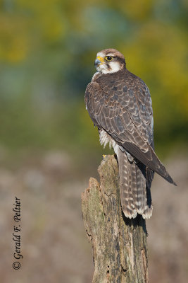 Lanner Falcon  ( captive )