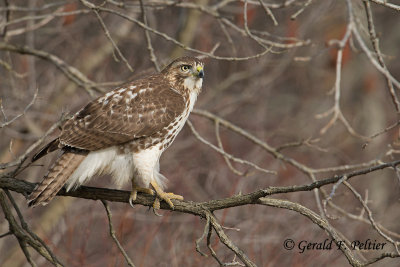 Red - tailed Hawk   ( juvenile )