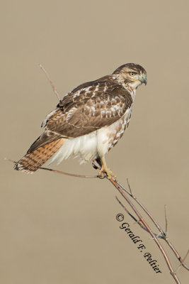 Red - tailed Hawk   ( juvenile )