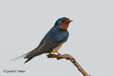 Barn Swallow