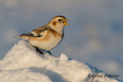 Snow Bunting