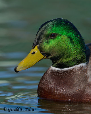 Mallard