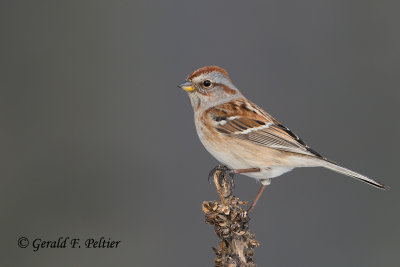 American Tree Sparrow