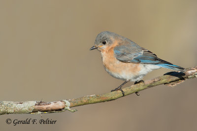 Eastern Bluebird  ( 1st yr )