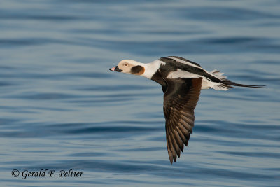 Long - tailed Duck  2  ( winter male )