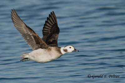 Long - tailed Duck  3  ( winter female )