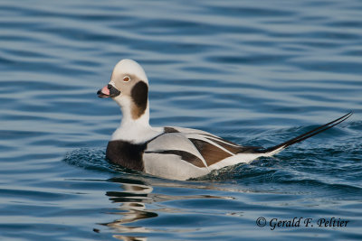 Long - tailed Duck  4