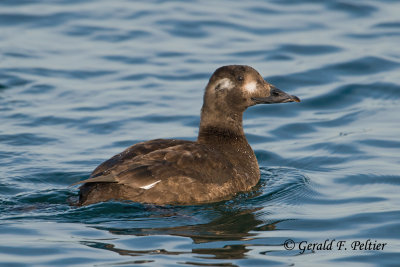 White - winged Scoter  ( young male )
