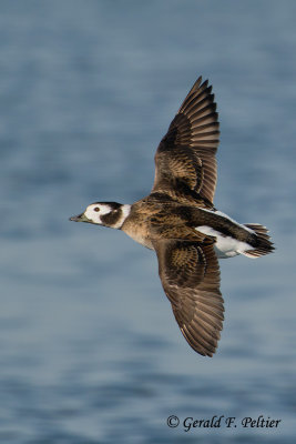 Long - tailed Duck  5  ( winter female )