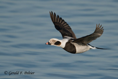 Long - tailed Duck  6  ( winter male )