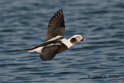 Long - tailed Duck  7  ( winter male )