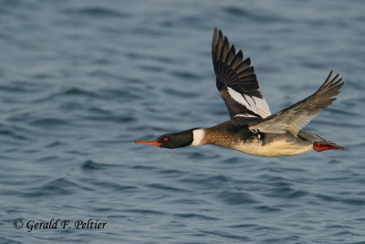 Red - breasted Merganser